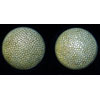 SS Marked M43 Field Cap Buttons